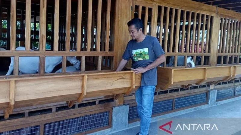 Mengapa Peternakan Kambing Cilacap Jadi Pilihan Utama untuk Aqiqah?